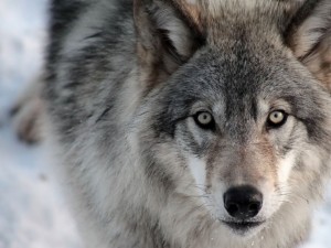 Страхотия! Гладни вълци нападат селата