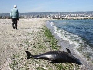 7 мъртви делфина изхвърли морето
