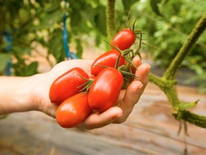 Соя и домати срещу рак на простатата
 