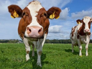 Депутати в Швейцария спорят дали кравите да имат рога
