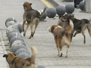 Свирепи кучета виленят из столицата
 