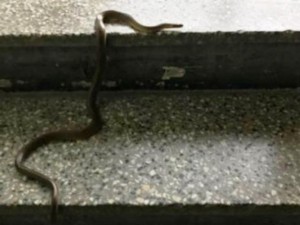 Блок в София пропищя от змии