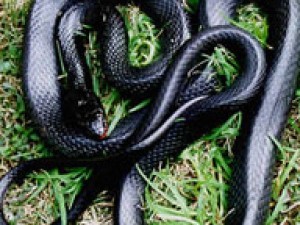 Змии плъзнаха в потопените бургаски села