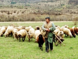 Внасяме овчари от чужбина