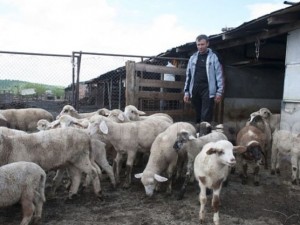 Бог да го прости българското овцевъдство

 