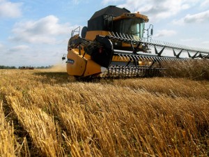Пшеницата по-скъпа с 25%