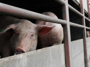 Русия забрани българското свинско