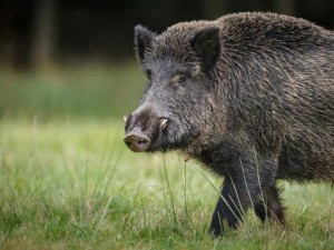 Ловци протестират срещу забраната да стрелят по свине
 