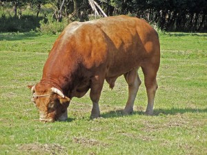 900-килограмов бик показват в Пловдив