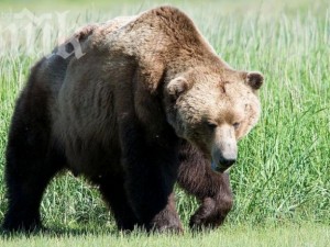 16 мечки бродят във Витоша
 
