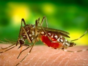Комарите са по-опасни за хората с нулева кръвна група
