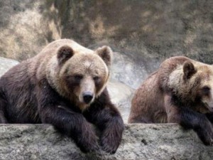 12 нападения от мечки в Смолянско