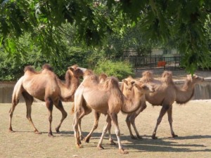 4 нови двугърби камили в зоопарка