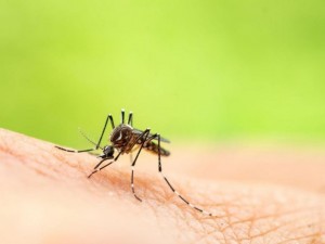 Заразяват ли комарите с Ковид?