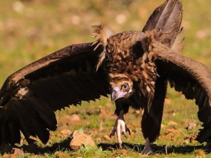 Черният лешояд се завърна в България