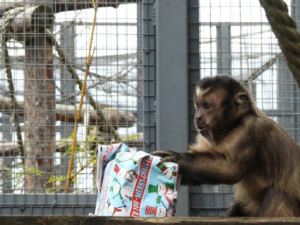 Маймуни в зоопарка разопаковат подаръци от Дядо Коледа