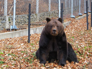 Седем мечки заспаха зимен сън в парка край Белица
 