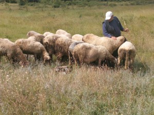 Овчар от петричко село е новият тотомилионер