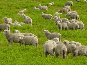 Овчарят милионер пасе 180 животни, разведен е, с две деца