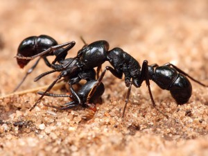 Мравки спасиха изгубил се в пустинята
