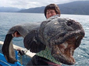В Япония уловиха риба-мутант с човешки зъби