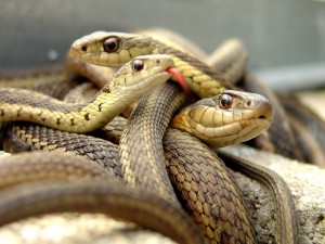 Змии налазиха коли и къщи
