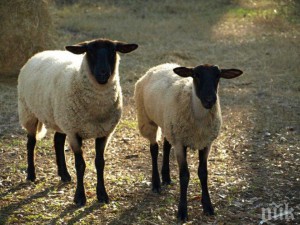 Сложиха стадо от 500 кози и овце под домашен арест заради бруцелозата