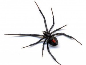 Хищни паяци нападнаха Америка
