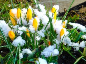 Пролетни температури на Бъдни вечер, снегът се отлага за след Ивановден