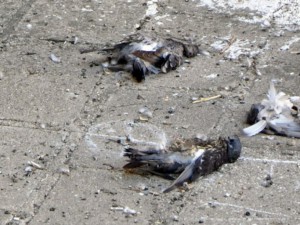 Ужас! Умрели гълъби падат от покривите в Пловдив
 
