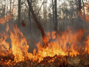 Огромен пожар бушува край Златоград