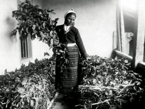 Берковските жени люпели копринените буби в... пазвите си