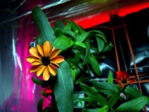 Чудо в МКС: Земно цвете цъфна за първи път в безтегловност