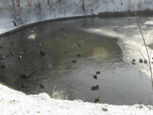 Замръзна езерото на лебедите в Благоевград