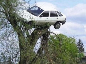 Кола "кацна" на дърво
 