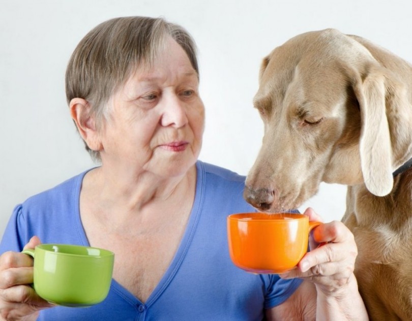 Собаки пьют чай. Собака пьет чай. Чай пьёт щенок. Собака пьет кофе. Дамочка с собакой пьёт кофе.