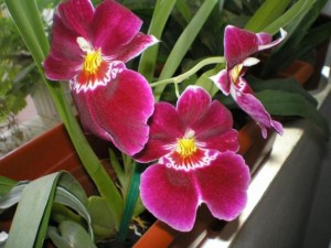Милтонията - красивата и нежна родственица на орхидеите
