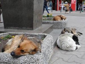 Тръгва лов на бездомни кучета в Пловдив, увеличили се шест пъти