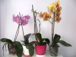 Прозрачни саксии за орхидеи