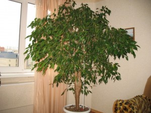 Фикус бенджамин - най-често срещаното растение за дома
 