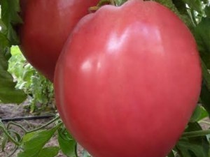 Пускат нов вид домат