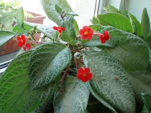 Еписцията -  едно от най-ефектните ампелни растения