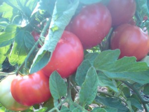 Кои са най-добрите сортове ранни домати