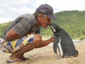 Пингвин се влюби в бразилец