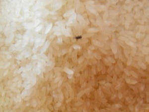 Жена откри буболечка в ориза си