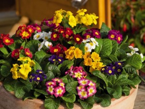 Как да запазим по-дълго време свежи пролетните цветя