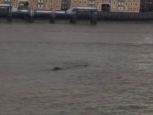 Адско чудовище се яви в Темза