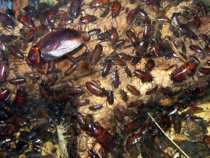 Хлебарките могат да живеят без въздух 40 минути