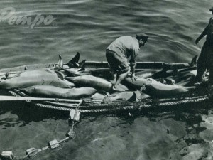 Варненски рибари с богат улов делфини