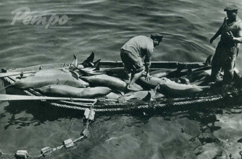 Варненски рибари с богат улов делфини